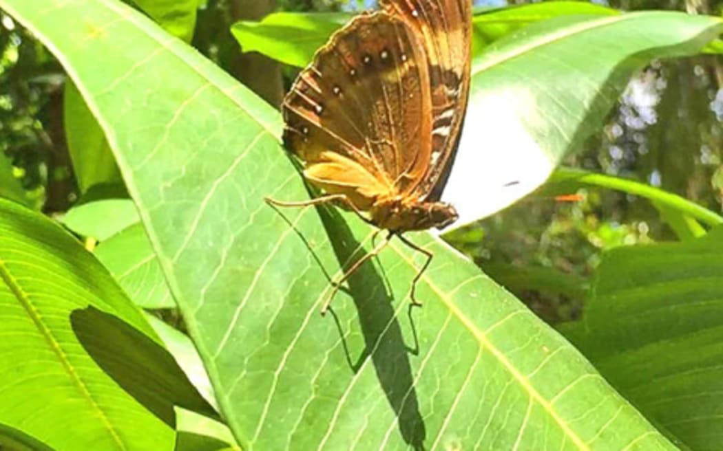 Mariana Eight-spot Butterfly 