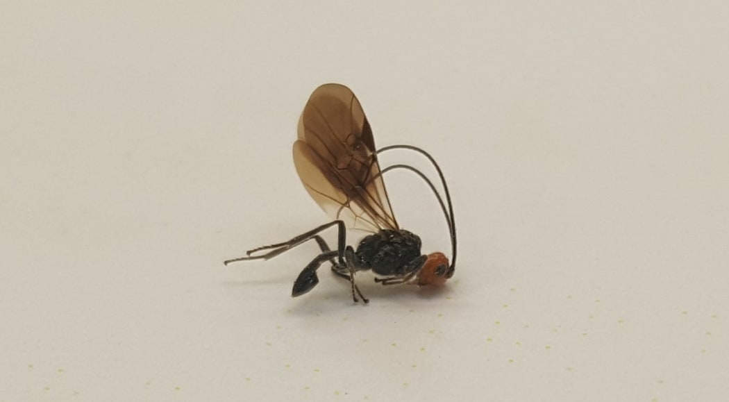The parasitic wasp Eadya paropsidis comes from Tasmania, and lays its eggs in the larvae of the eucalypt tortoise beelte.