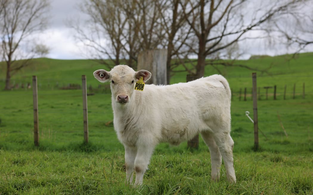 The Livestock Improvement Corporation, has partnered with Pāmu, combining genetics from a Nebraskan breed developed in the 1970s, known as the Stabilizer, with that of the French Charolais, to create the Synergizer.