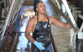 A worker milks cows at Ngāti Awa's Ngakauroa Farm in Whakatāne.