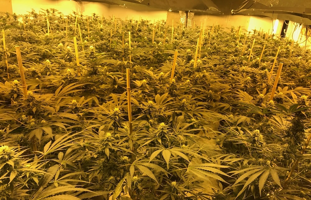 UK police raided a nuclear bunker in Wiltshire and discovered several thousand marijuana plants.