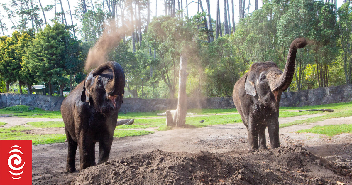 First lot of 25,000 Auckland activity vouchers to be allocated RNZ News