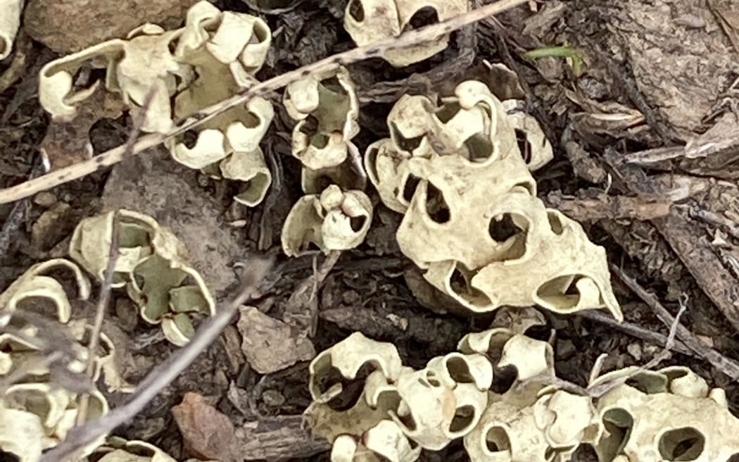 Resurrection Lichen