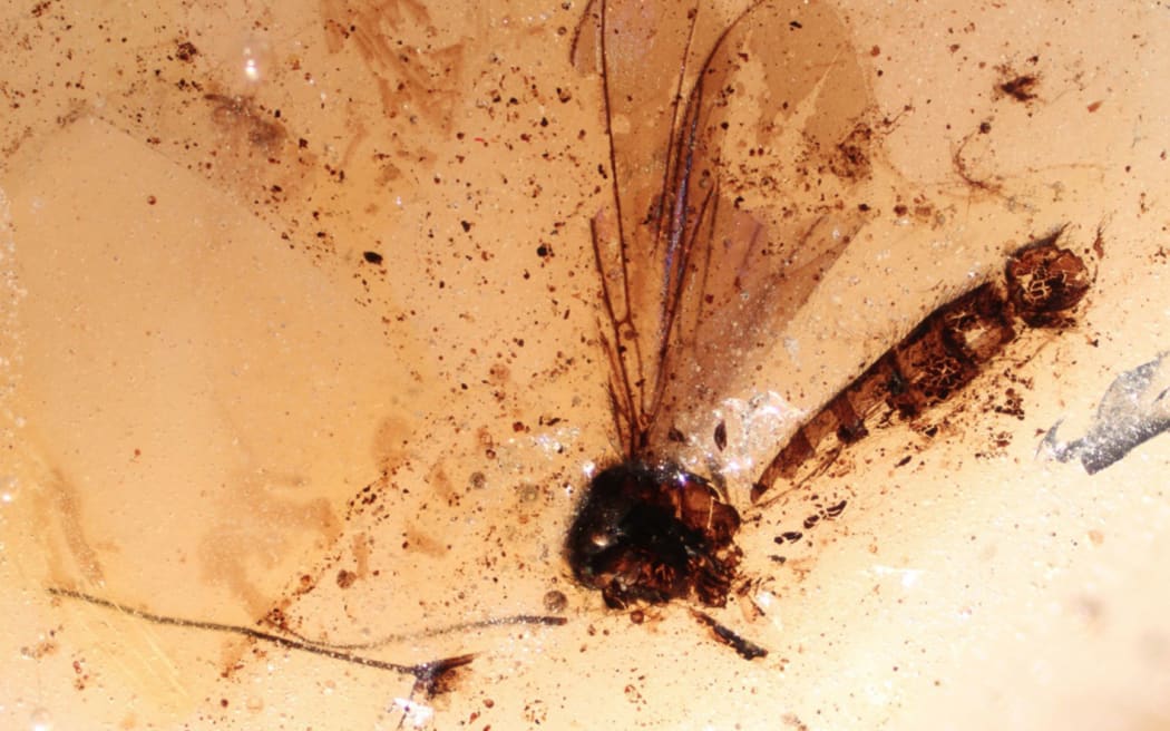 A tiny fly captured in amber.