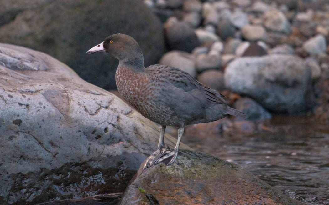 Blue duck/whio are a taonga (treasured) species found in the 133 hectare block in Taranaki.