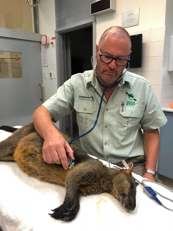 After police put an end to his adventure, the wallaby was taken to Taronga Zoo in Sydney for assessment