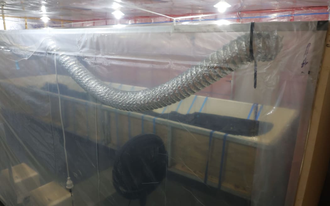 The Anaweka waka is currently drying in a shed away from public view but is intended to be displayed in a purpose-built museum.