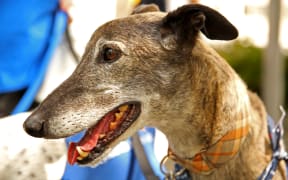 Greyhounds as Pets fundraising for the organisation.