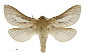 Ghost Moth - heloxycanus patricki - male
