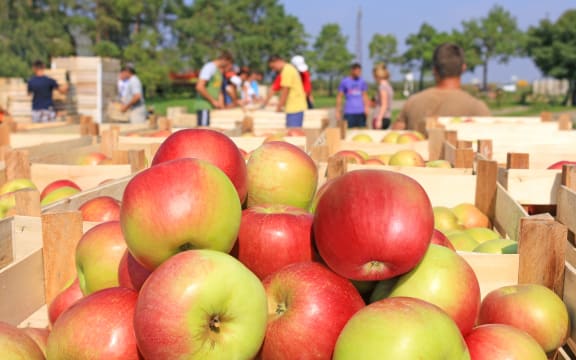 Cart full of apples. Fruit pickers in orchard during harvest.