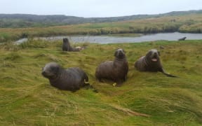 The windswept Auckland Islands are the New Zealand sea lions' main breeding grounds.