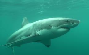 A mix of minced fish and fish oil will be used to attract great white sharks.
