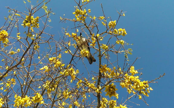 A kereru in a kowhai tree.
