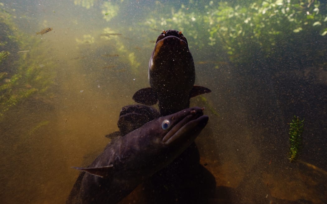 Toiaa Taiao, Whiria ko te iwi tuna, 2025, 5-channel video installation with 7.2 audio, single-channel excerpted still. Image courtesy of the artists.