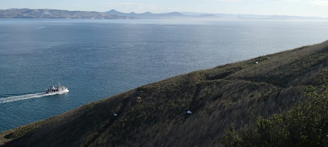 A boat passes by in the distance, and three white albatross chicks are visible in the grass.
