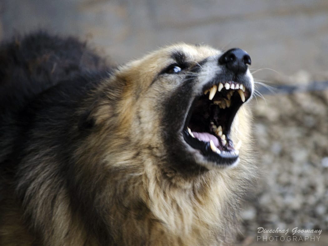 Snarling dog