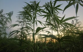 Cannabis plants