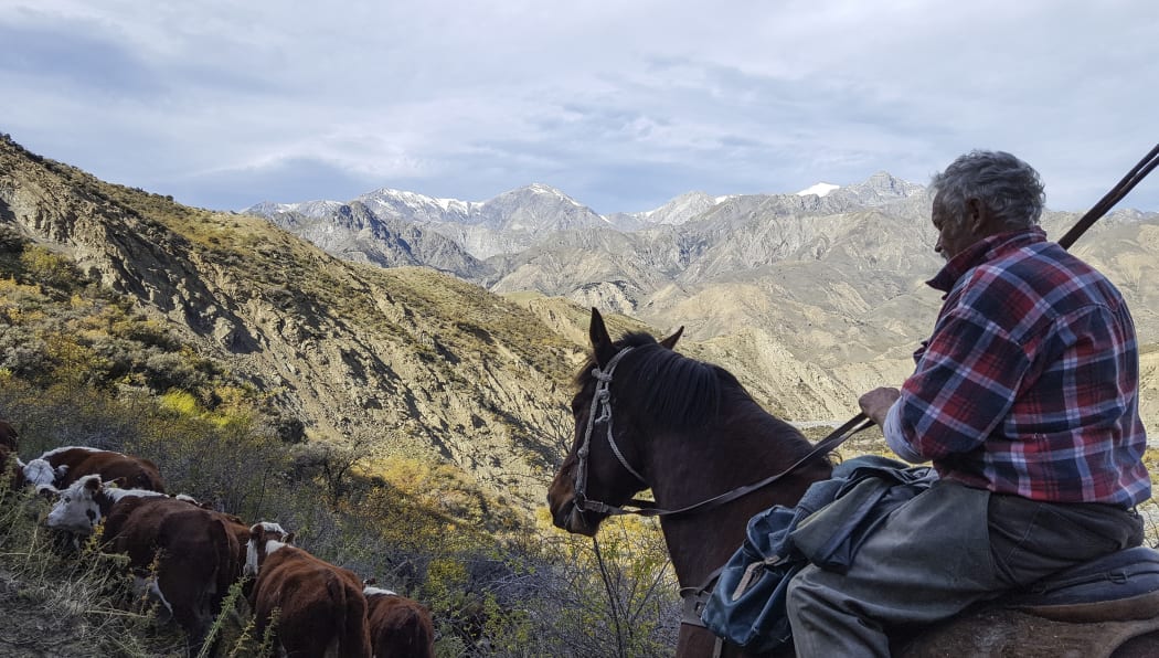 The musters oldest team member, Rick Denton, mustering cattle on Muzzle Station.