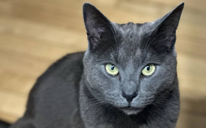 Owners on edge after spate of cat maulings in Whakatāne | RNZ