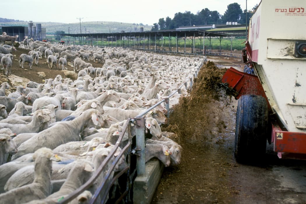 A sheep farm in Israel