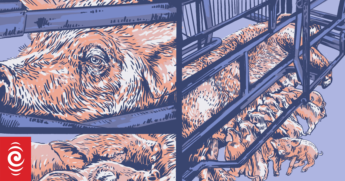 'Brazen industry capture' alleged in pig welfare rule changes
