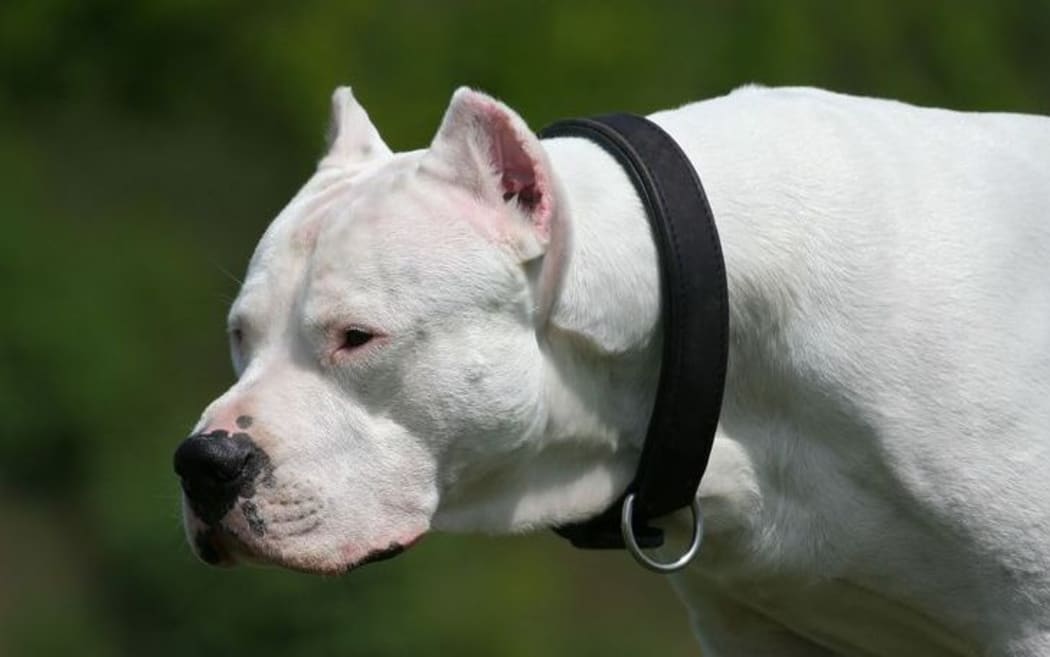 dog, Dogo Argentino, generic
