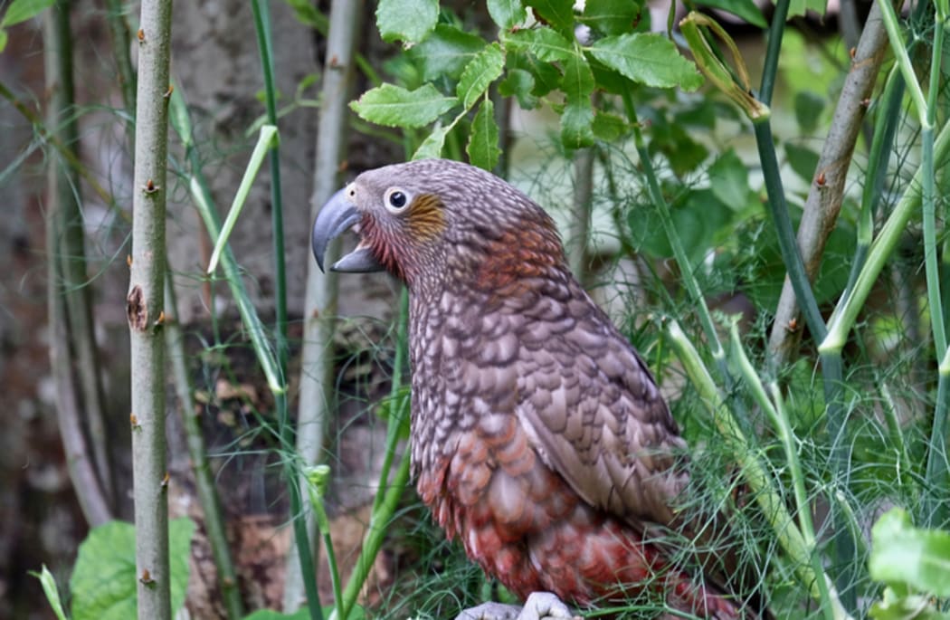 Kaka in Polhill Reserve photo