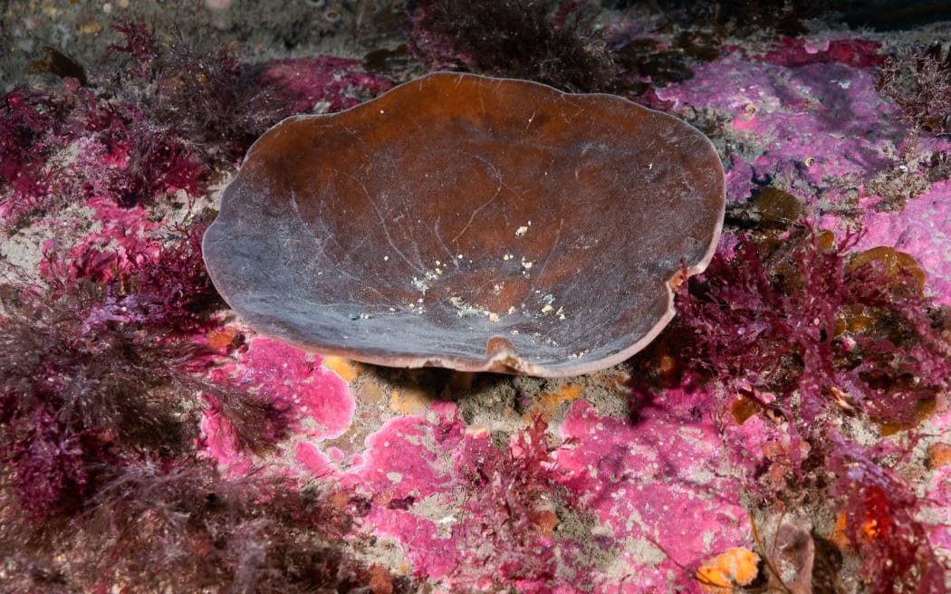 A native sea sponge.