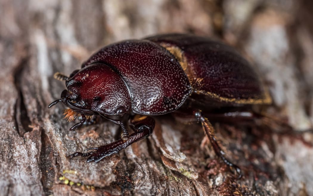 Chatham Islands stag beetle