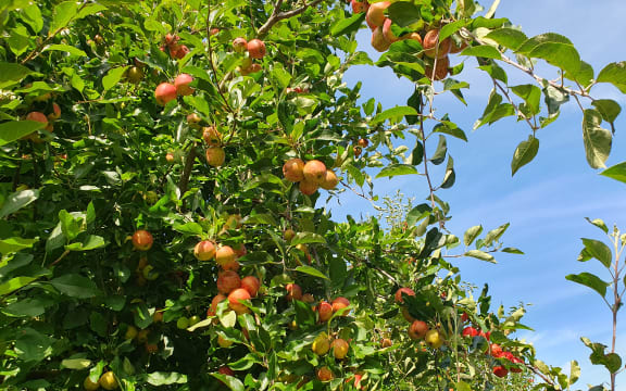 Molewood Orchard is inviting people to come and picnic in the rows while they enjoy apple picking