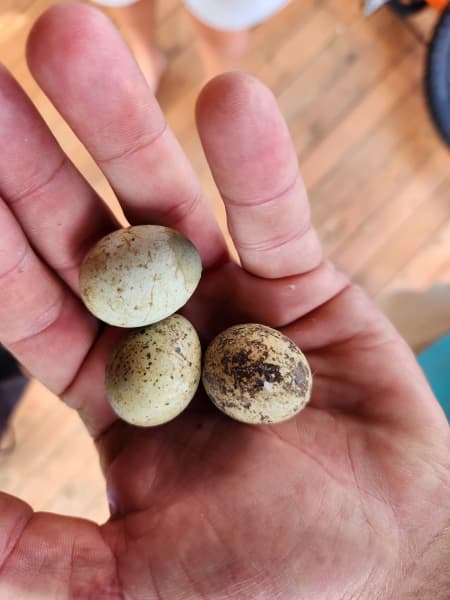 The eggs are delicious and protein-packed, Hamish says.