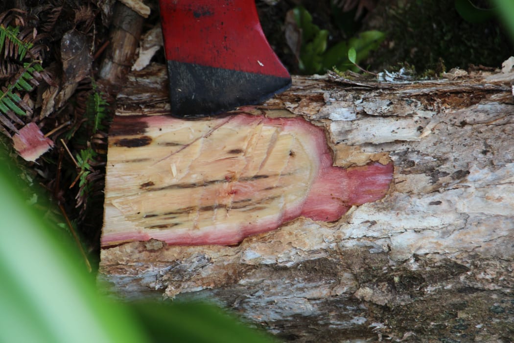 Staining typical of the disease rapid ōhi'a death.