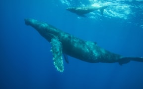 Humpback whale, Megaptera novaeangliae, Balaenopteridae, Socorro, Revillagigedos, Mexico.