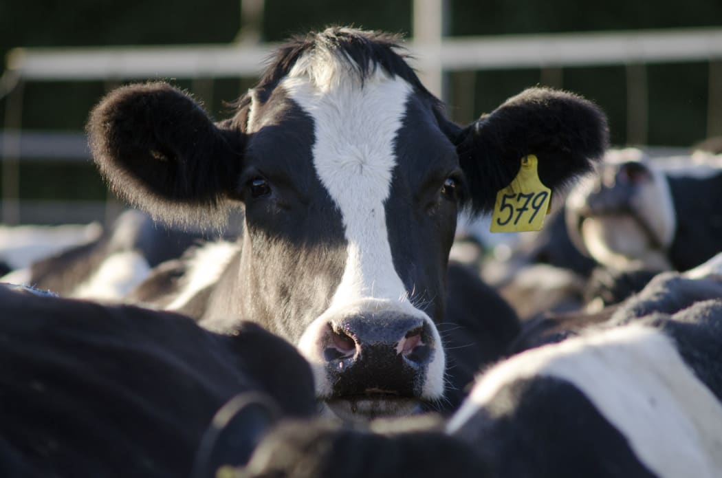 Dairy cows in a milking facility in New Zealand.