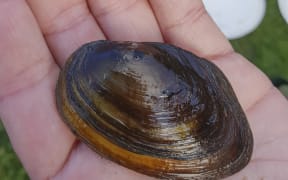 Large adult kakahi or freshwater mussel.