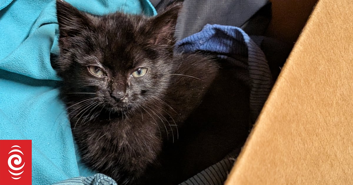 Traveller hikes three days with abandoned kitten on Te Araroa trail