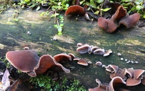 An edible auricularia fungus