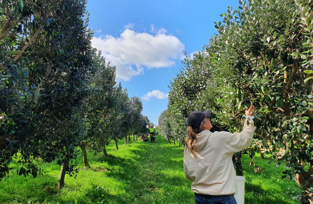 Heather Smith checks the trees for ripe feijoas. It's a bumper harvest this year after plentiful rain.