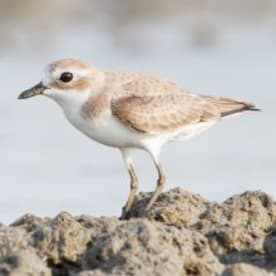 Photo for Lesser sand plover