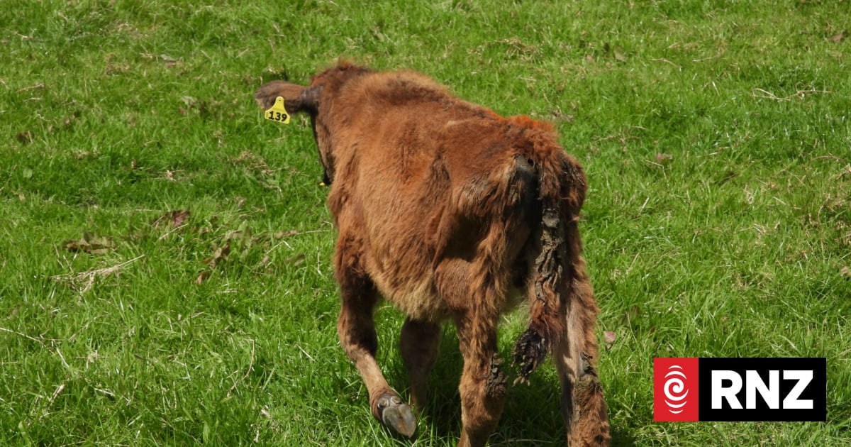 Northland man fined $15k for cruel treatment of calves | RNZ