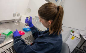 A worker at Opo Bio's lab in Newmarket, Auckland.