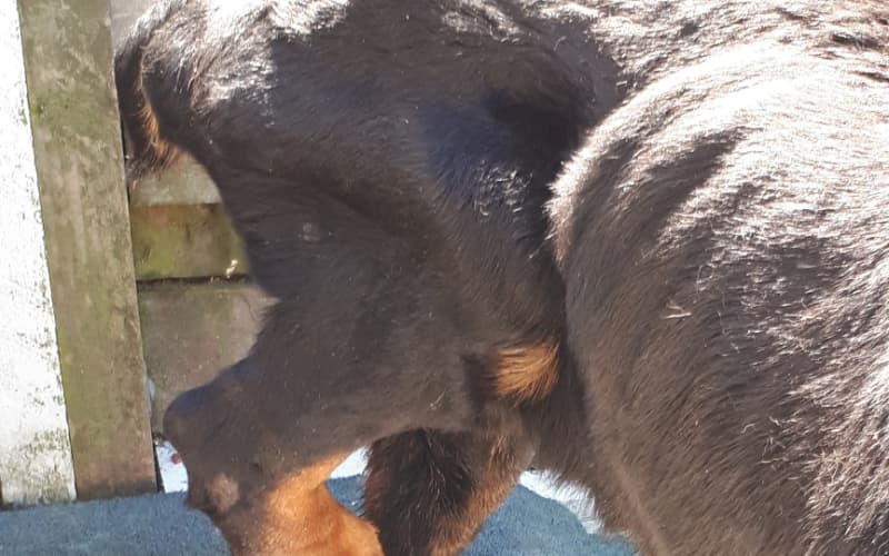 Lower Hutt couple banned from owning pets after prosecution for ...
