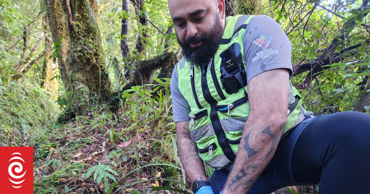 Mt Taranaki ranger Tāne Houston - 'we let the forest talk for itself' | RNZ
