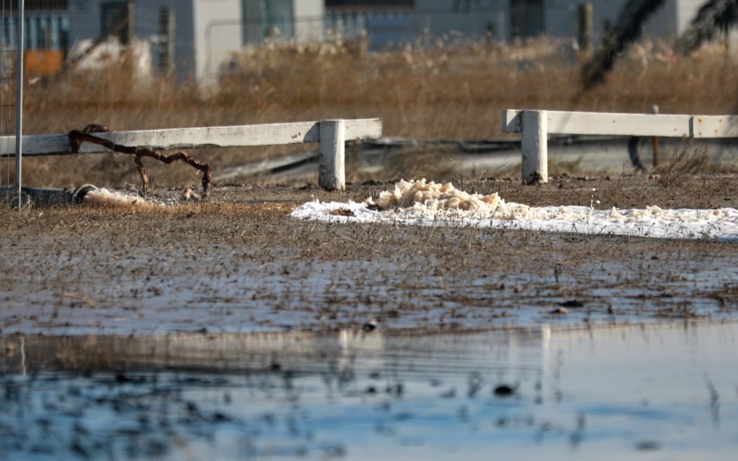 Cordons went up at Napier's Awatoto Road on 21 February, after a sewage spill in the area.