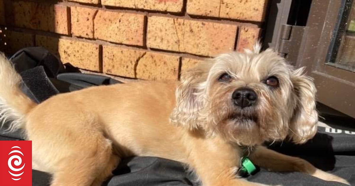 Number of dogs that can be walked in packs under review after fatal mauling