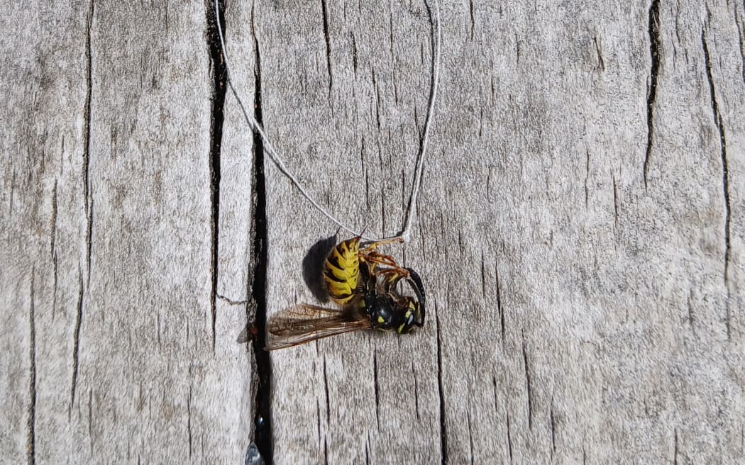 A frozen wasp, with a string tied to it's ankle.