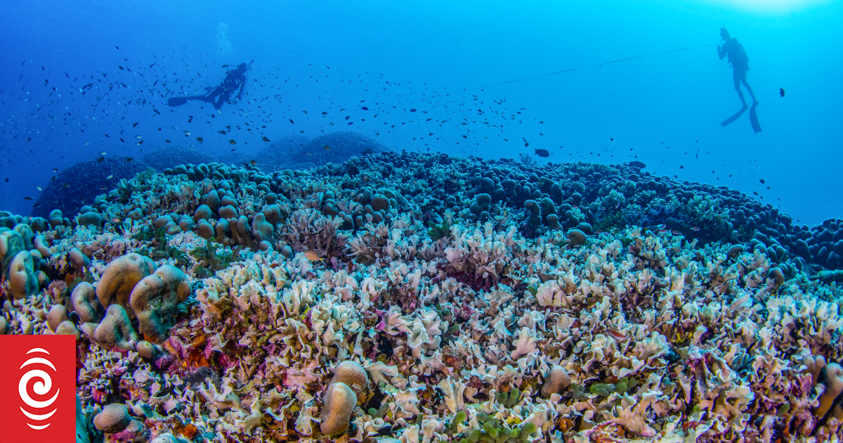World's largest coral discovered in Solomon Islands