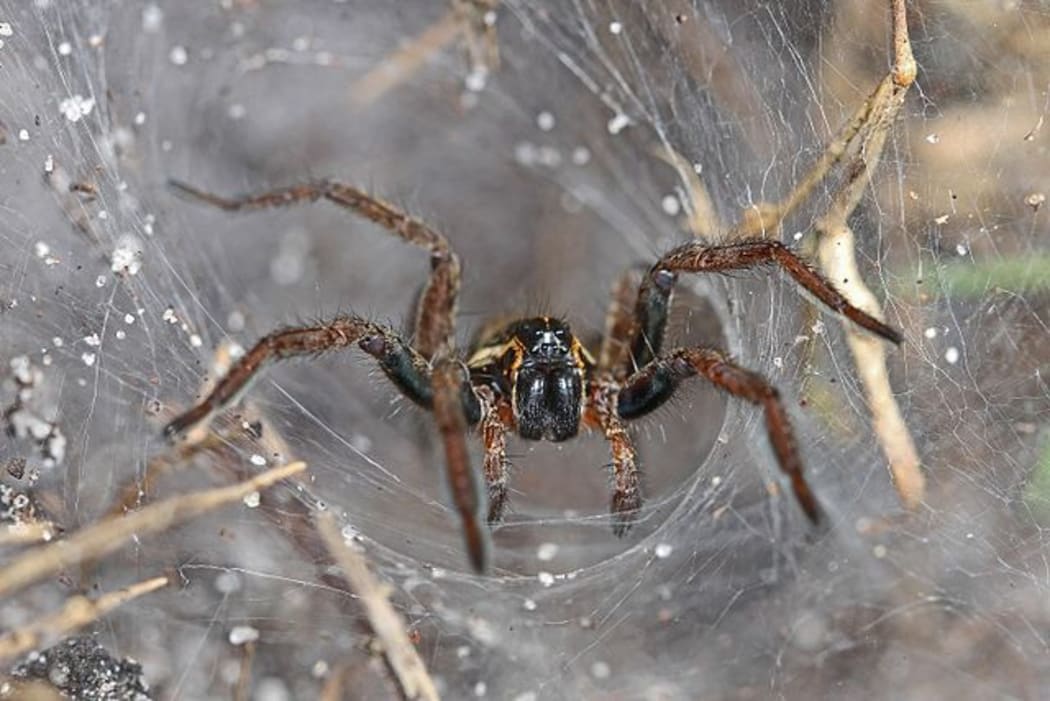Funnel Web Wolf Spider