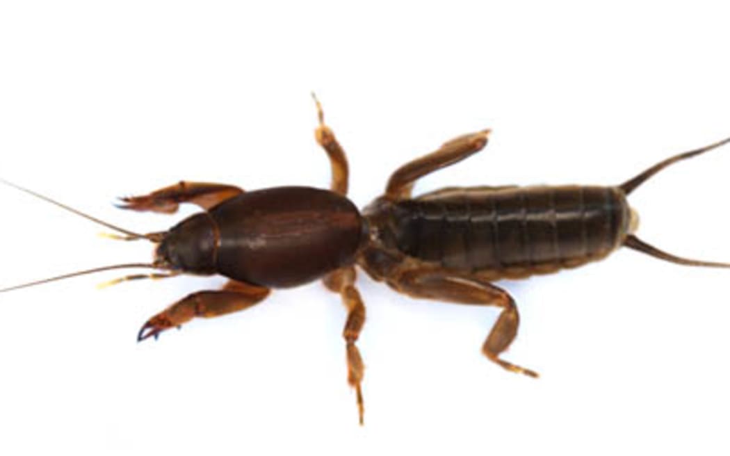 NZ Mole cricket