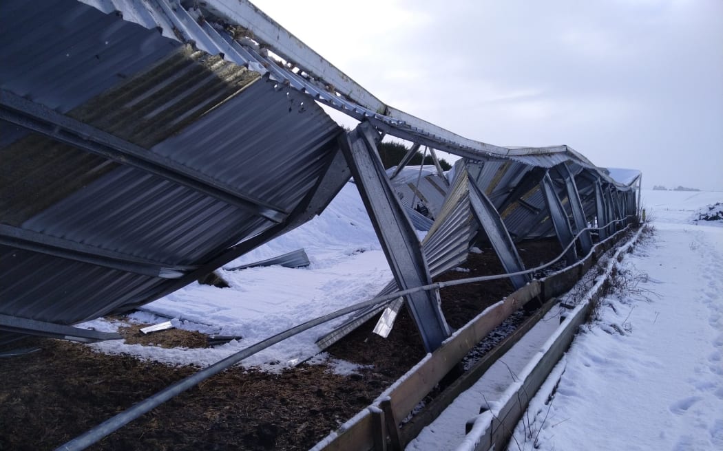 Bruce Eade runs a 550 head dairy farm near Tapanui in eastern Southland, this shows damage that the severe weather has done to his wintering barn.